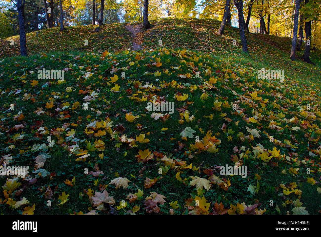 beautiful yellow maple leaves in autumn park Stock Photo - Alamy