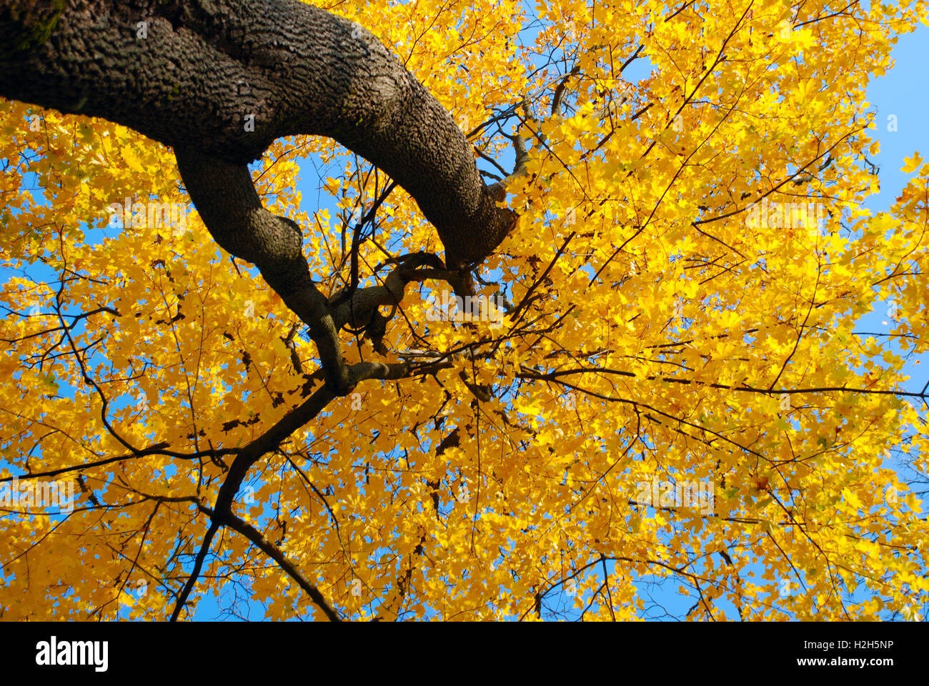 Beautiful yellow maple leaves in autumn in a beautiful park and blue ...
