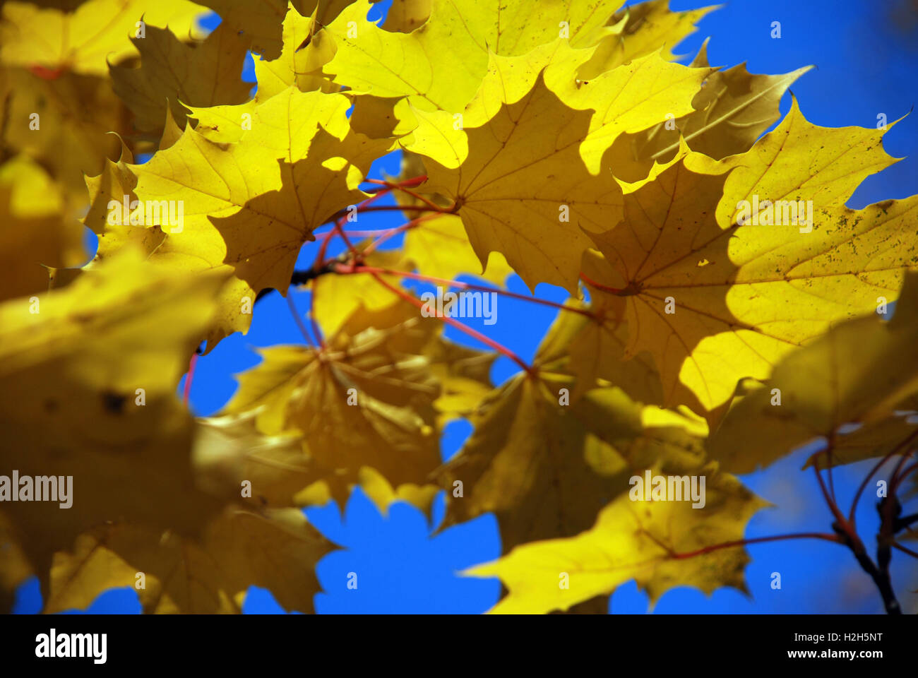 Beautiful autumn park yellow leaves hi-res stock photography and images ...
