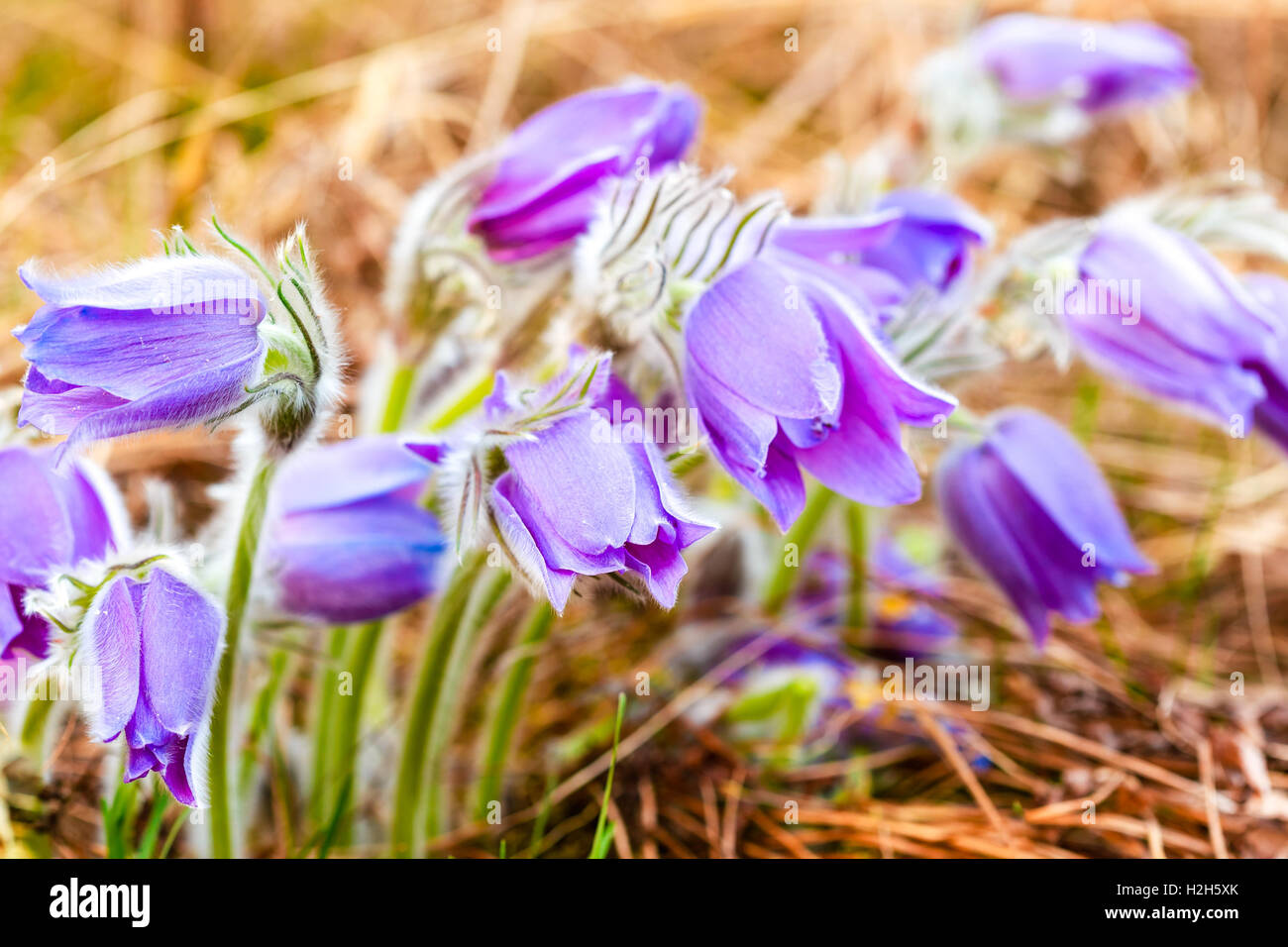 Wild Spring Flowers Pulsatilla Patens. Flowering Plant In Family Ranunculaceae, Native To Europe, Russia, Mongolia, China, Canad Stock Photo