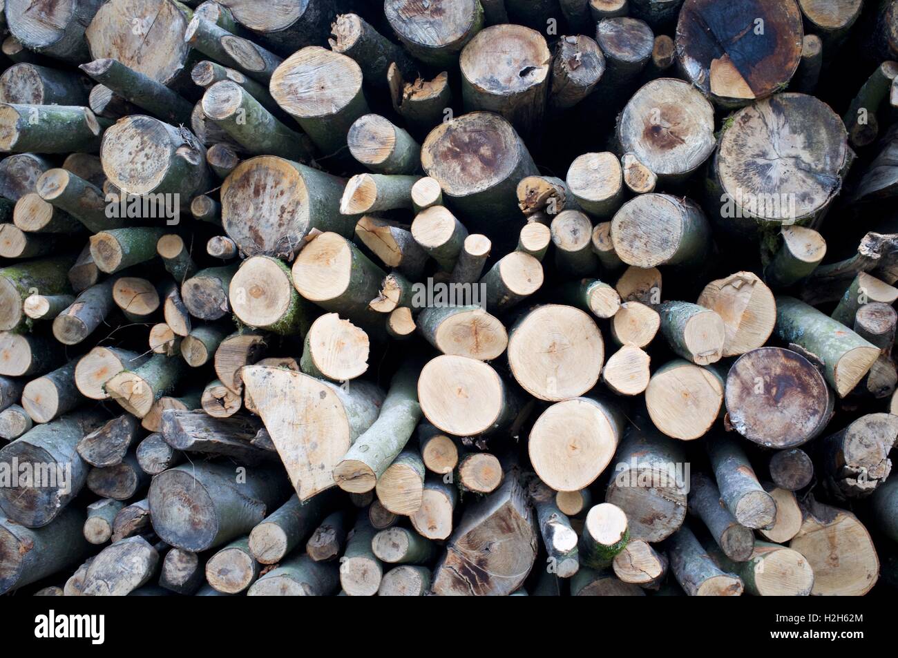 Pile of sticks branches hi-res stock photography and images - Alamy