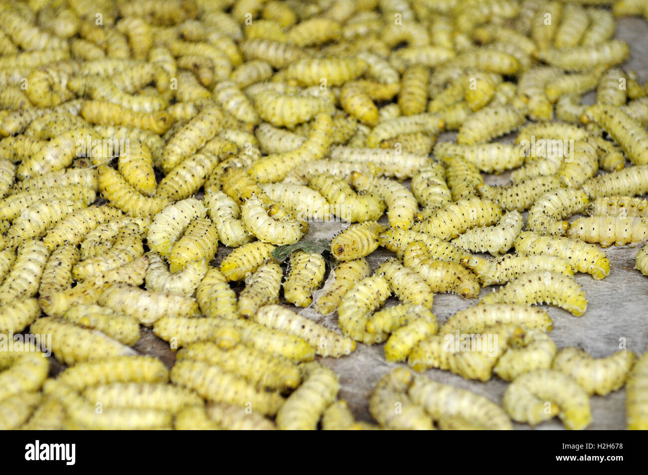 Living yellow bamboo worms for sale in North Vietnam Stock Photo