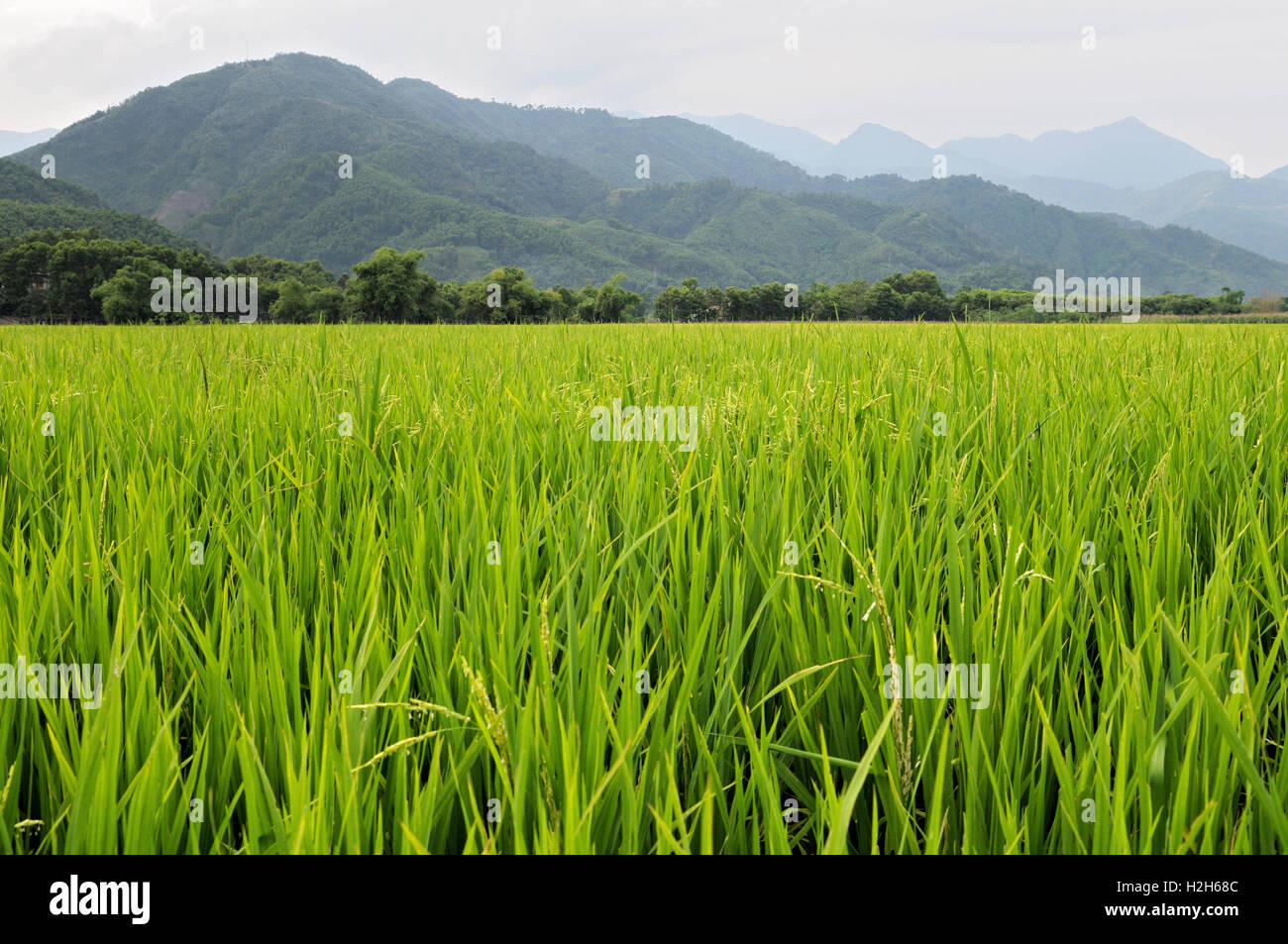 Mountains and rice paddy along the road from Hanoi to Ha Giang in North Vietnam Stock Photo
