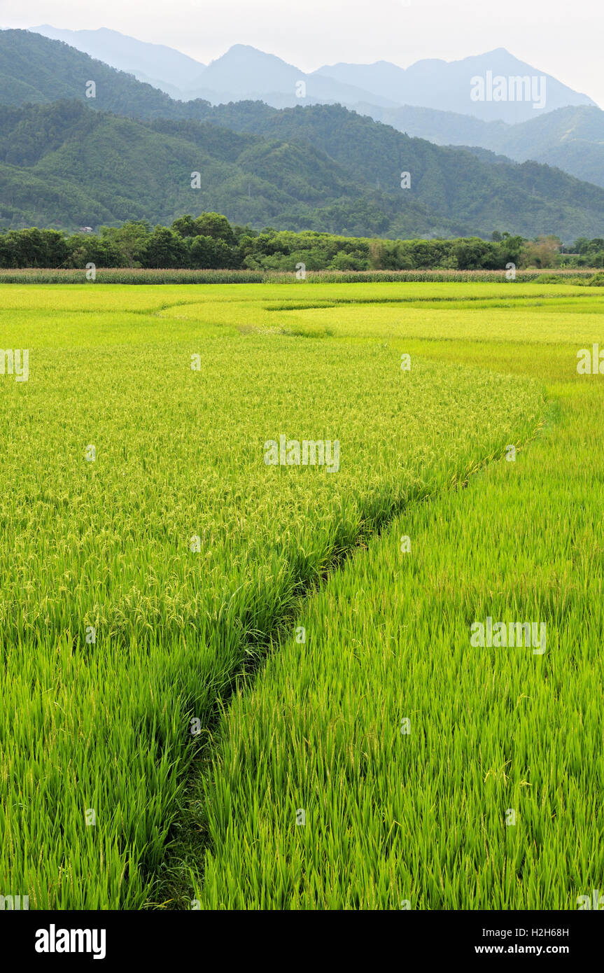 Rice paddy and mountains along the road from Hanoi to Ha Giang in North Vietnam Stock Photo