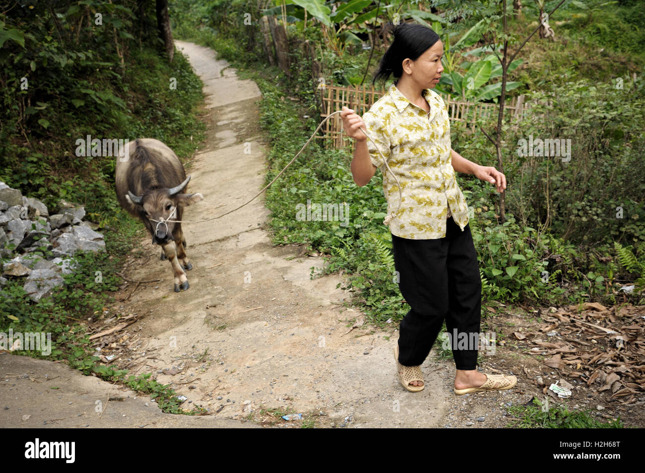 Woman and water buffalo in a Tay village near Ha Giang, North Vietnam Stock Photo