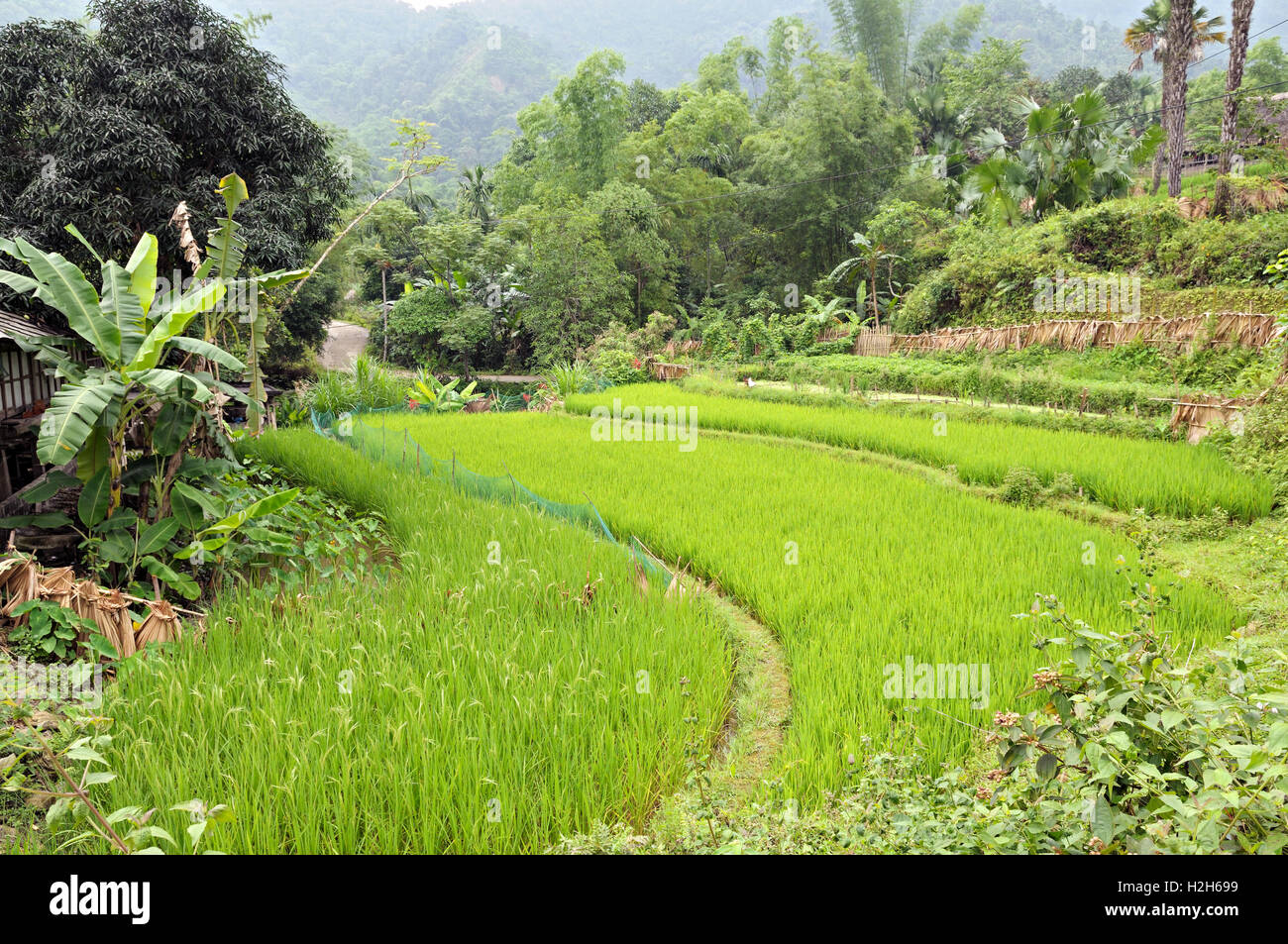Rice paddy fields in a village of the Tay minority, Ha Giang province, North Vietnam Stock Photo