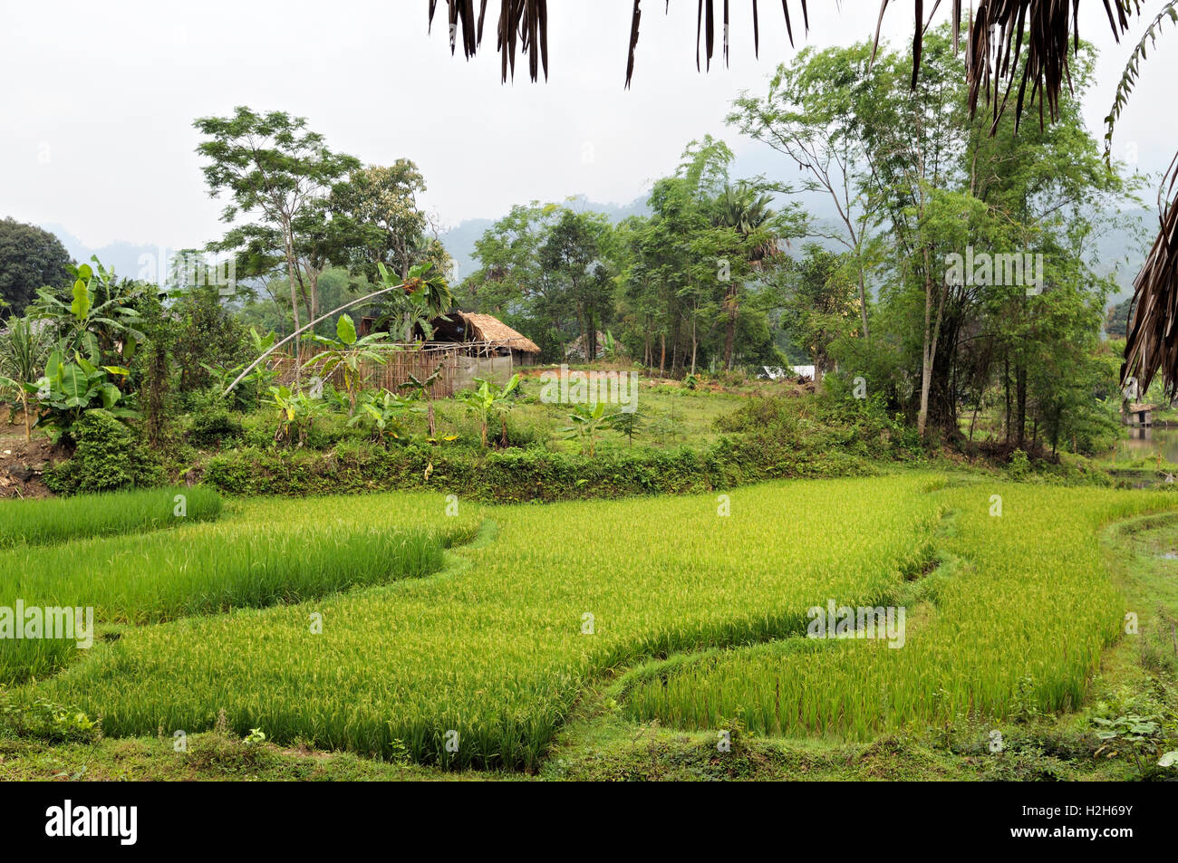 Rice paddy fields in a village of the Tay minority near Ha Giang, North Vietnam Stock Photo