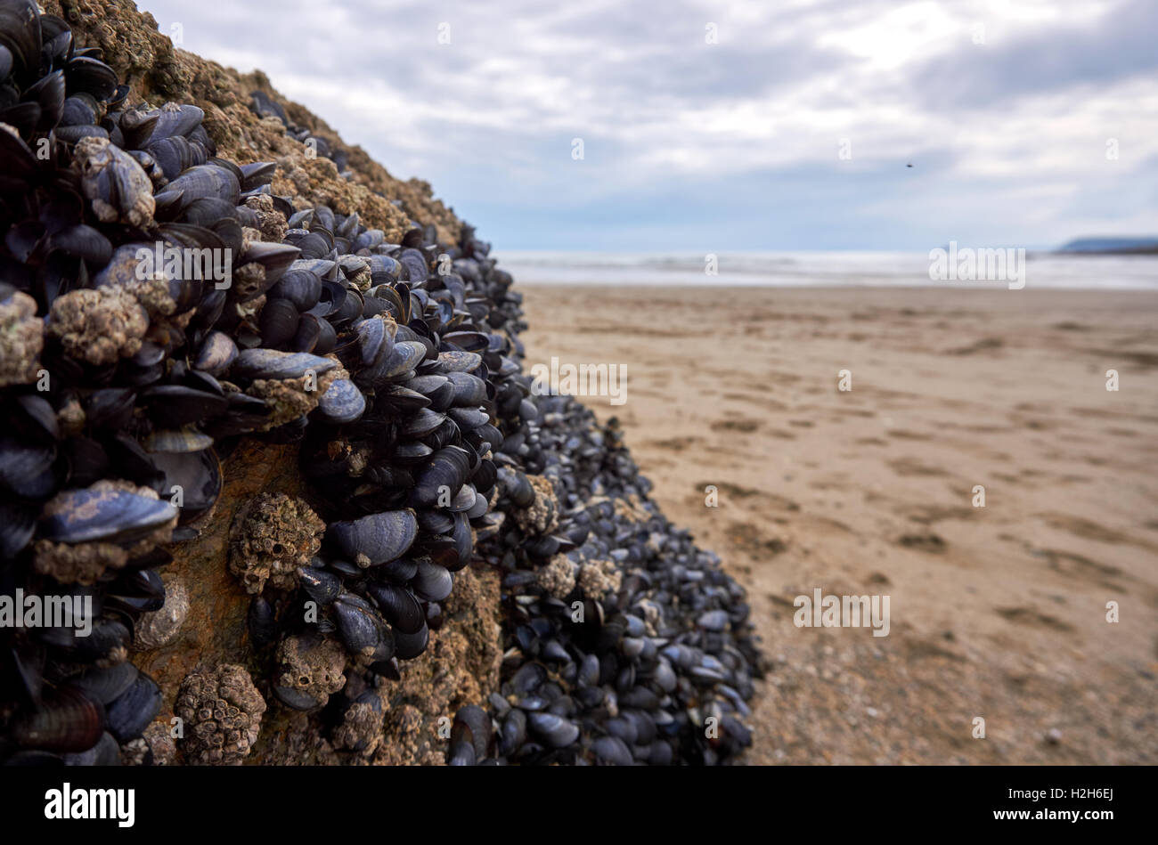 Clams, mussels and other molluscs on a rock with view of waves on ...