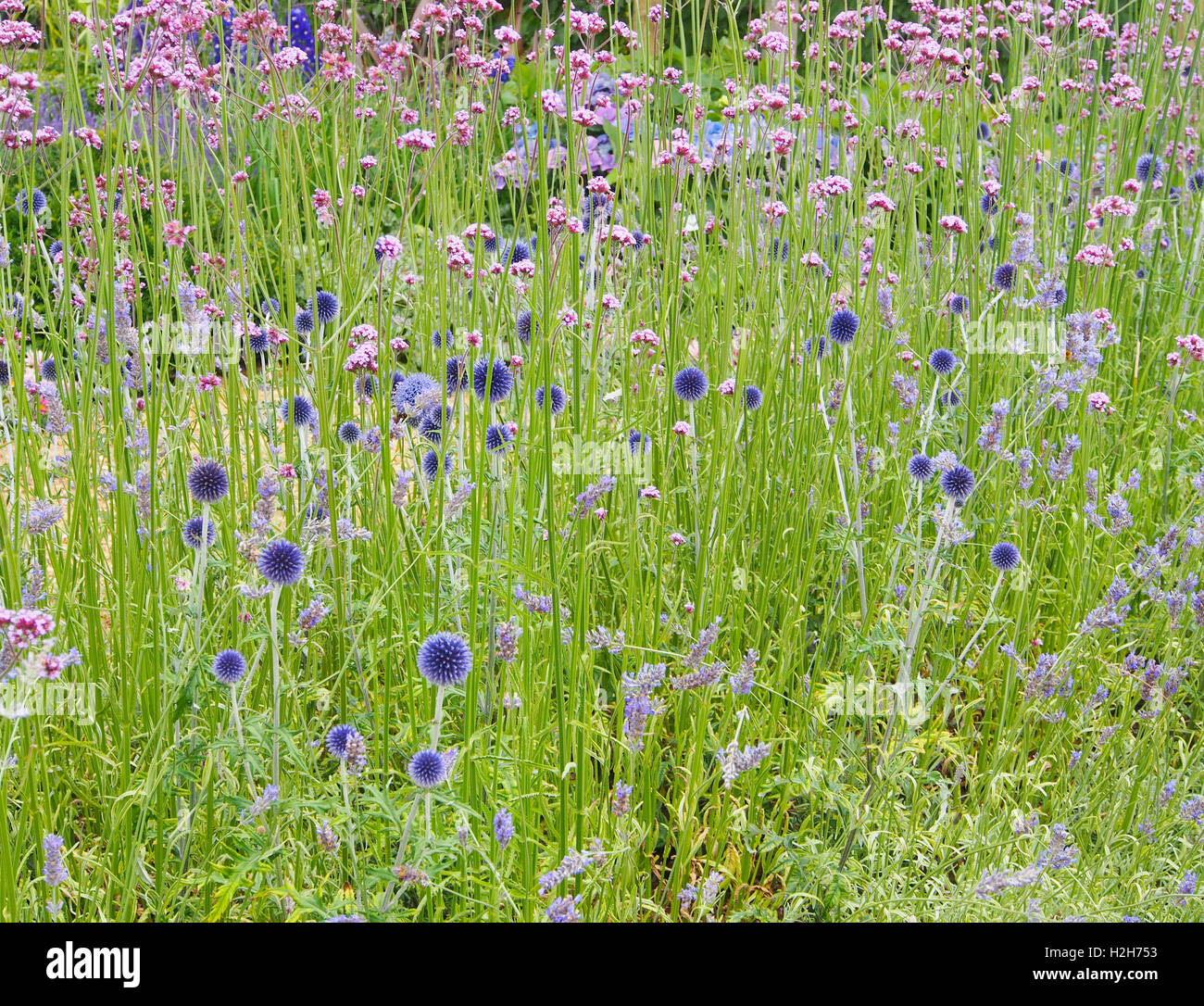 Verbena growing in a wildflower meadow / garden with bright blue Echinops ritro globe thistle at the RHS flower show at Tatton Park in Cheshire 2016. Stock Photo
