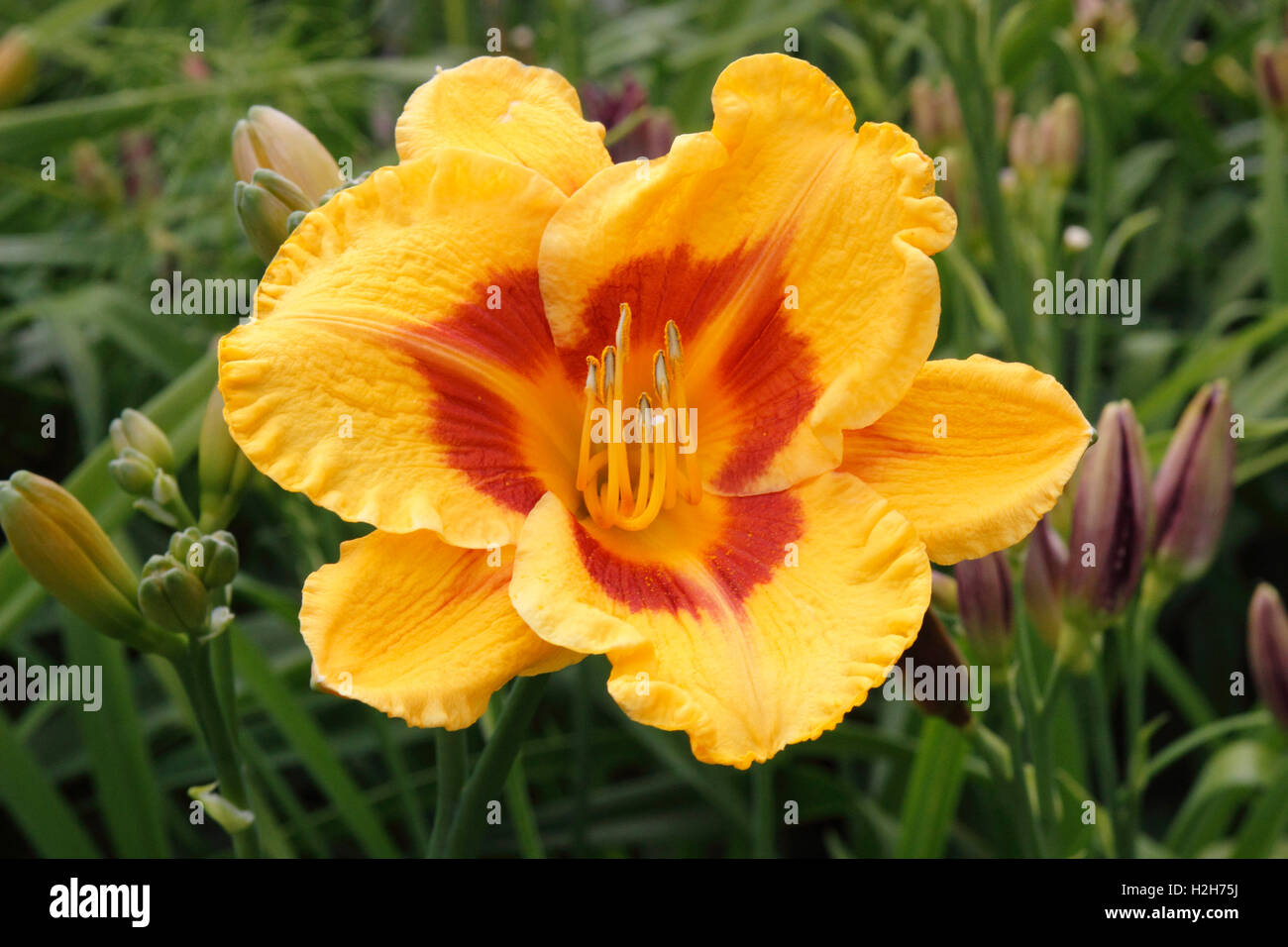 Yellow flower Day Lily Ballard Locks Seattle Washington State USA Pacific Coast Stock Photo Alamy