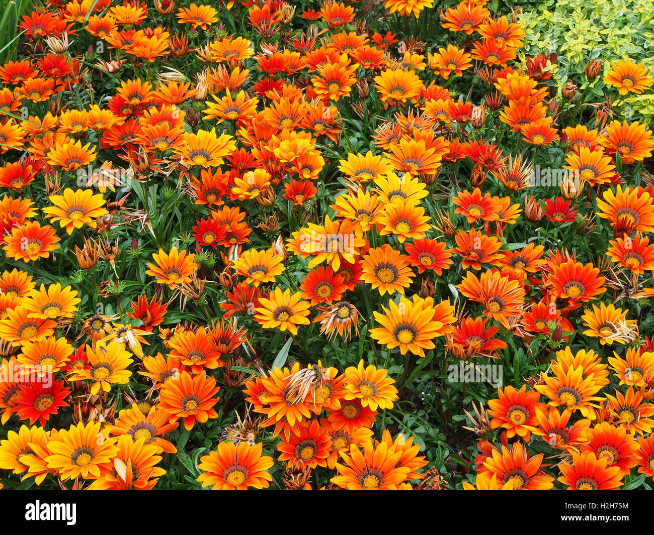 Orange gazanias (a drought tolerant plant native to South Africa) in full bloom. Stock Photo