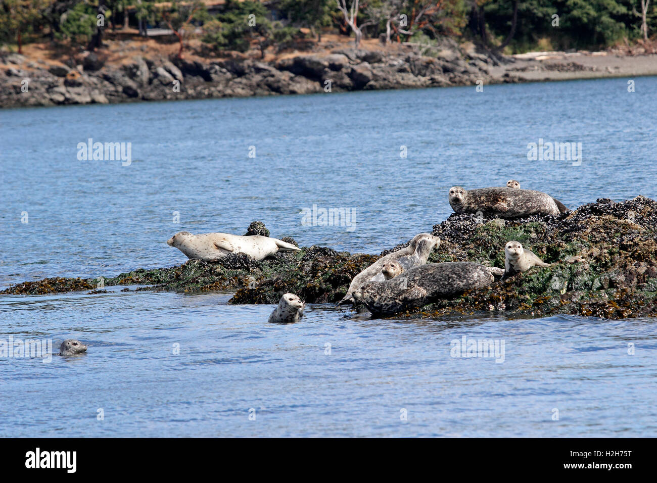 Seal colony basking on rocks San Juan Islands Washington State USA Pacific Coast Stock Photo