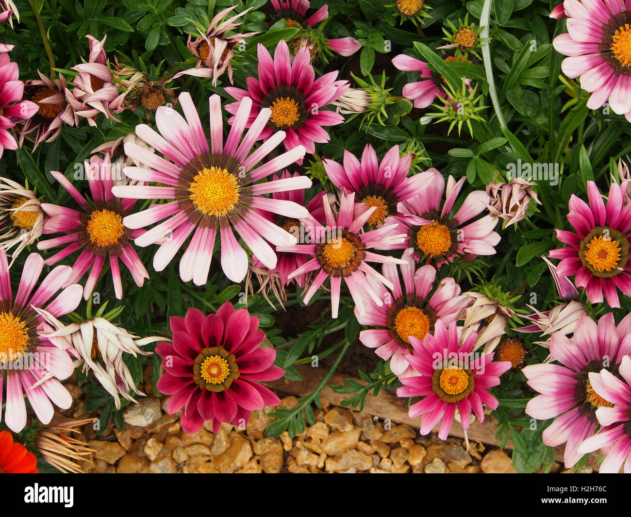 Orange gazanias (a drought tolerant plant native to South Africa) in full bloom. Stock Photo