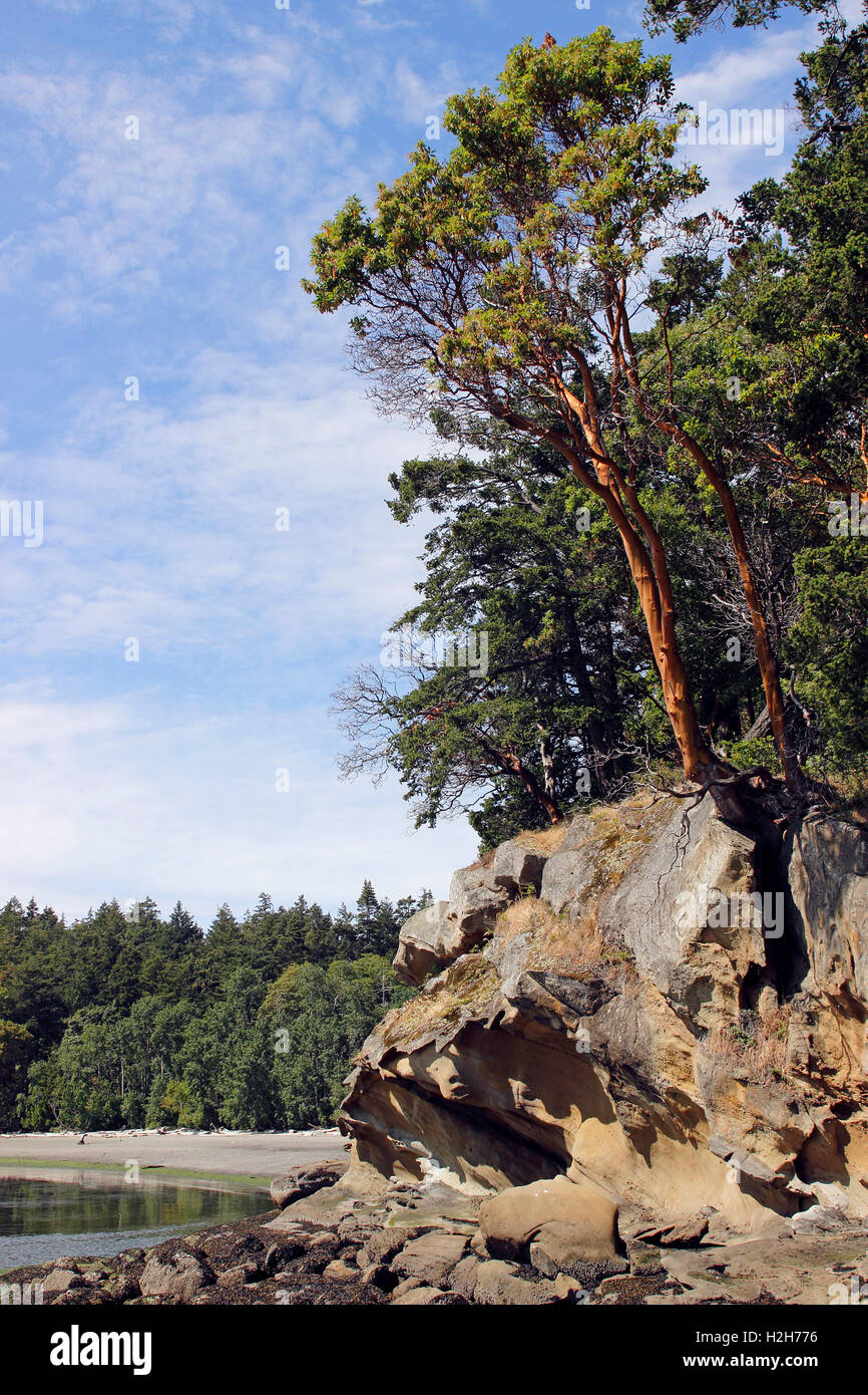 Madrona Tree growing from rock Sucia Island San Juan Islands Washington