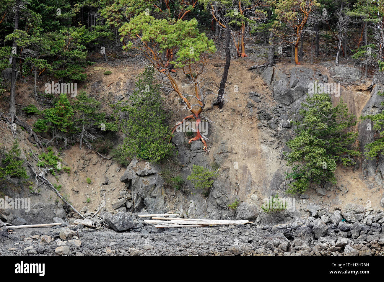 Madrona Tree on eroded cliff Lopez Island San Juan Islands Washington State USA Pacific Coast Stock Photo