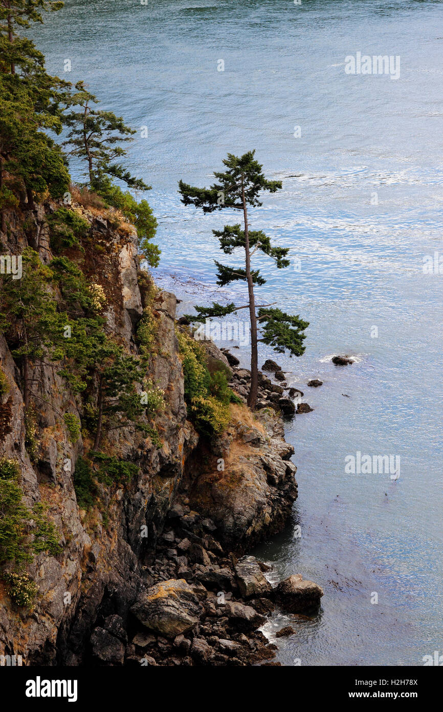 Landscape with tree Deception Pass Bridge Washington State USA Pacific Coast Stock Photo