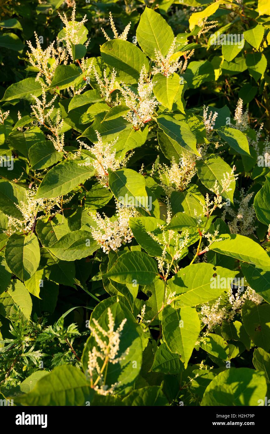 Blooming Sakhalin Knotweed Or Fallopia Sachalinensis In Autumn Stock ...