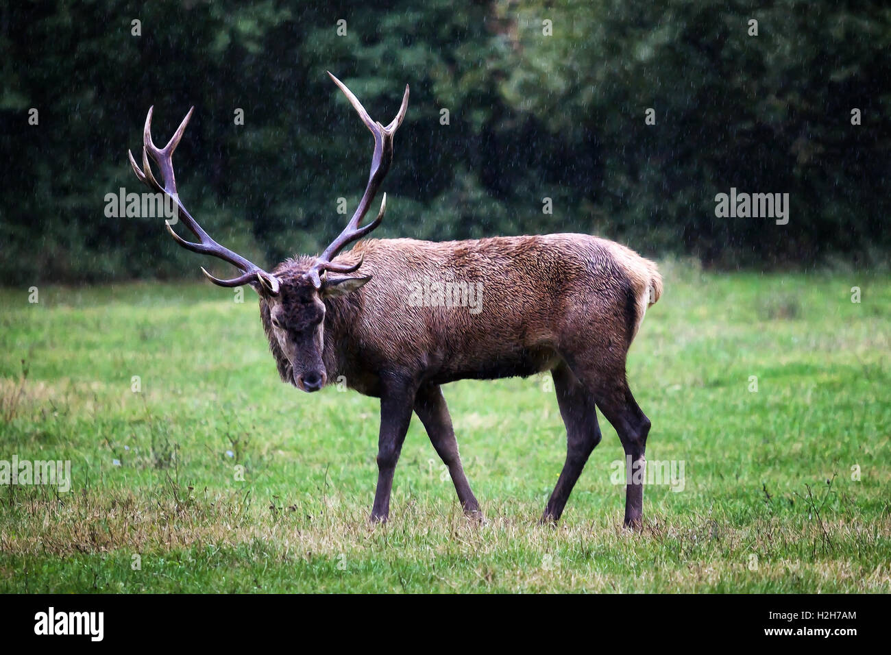 Italian deer fulllength. male specimen with majestic horns in the head