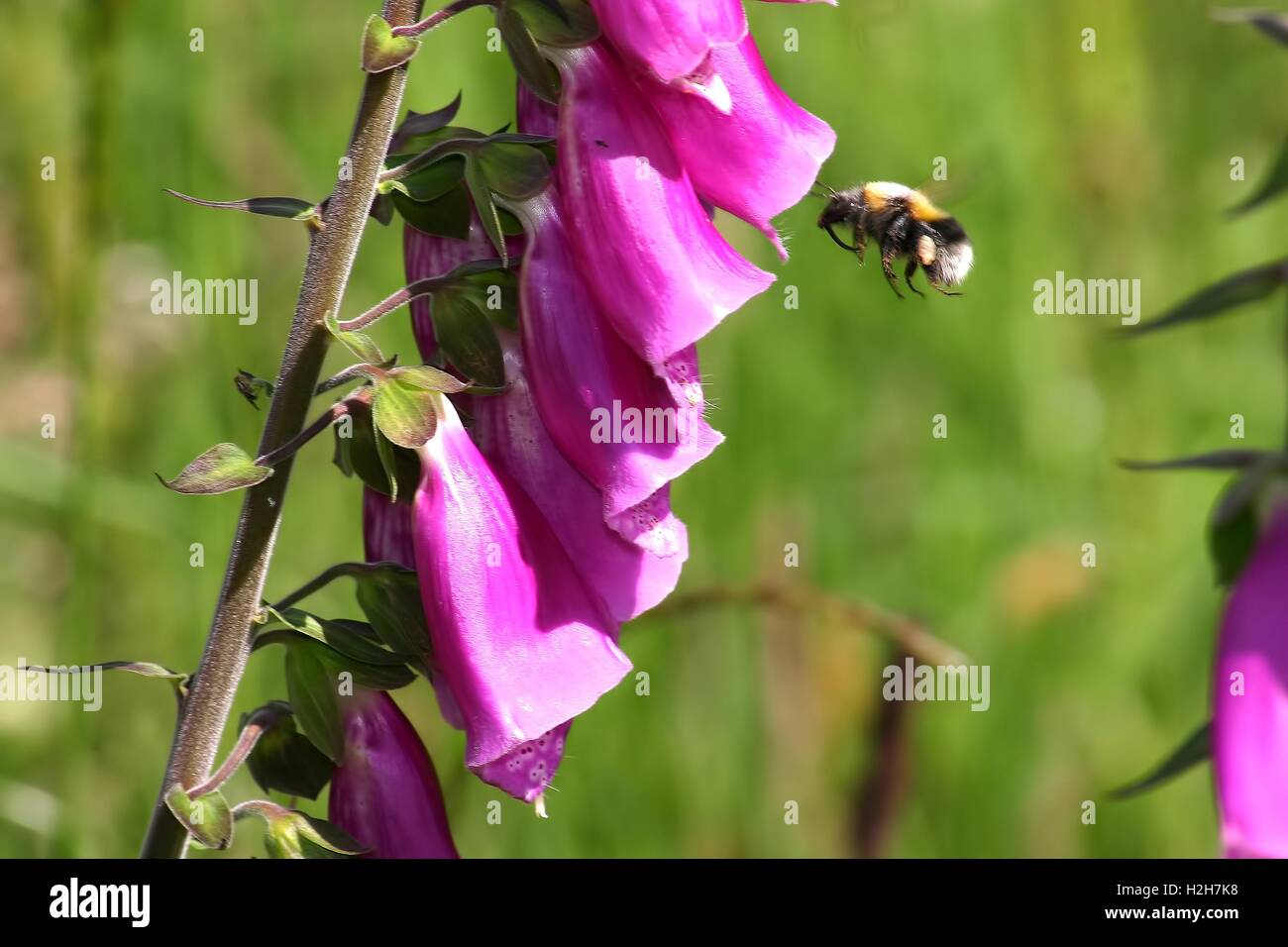 Foxbee Insect Flying foxglove hi-res stock photography and images - Alamy