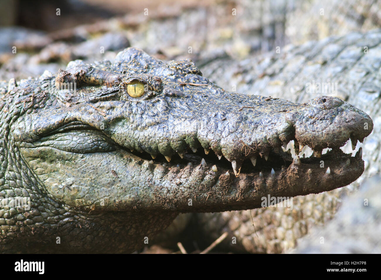 Closed up picture of crocodile and skin Stock Photo