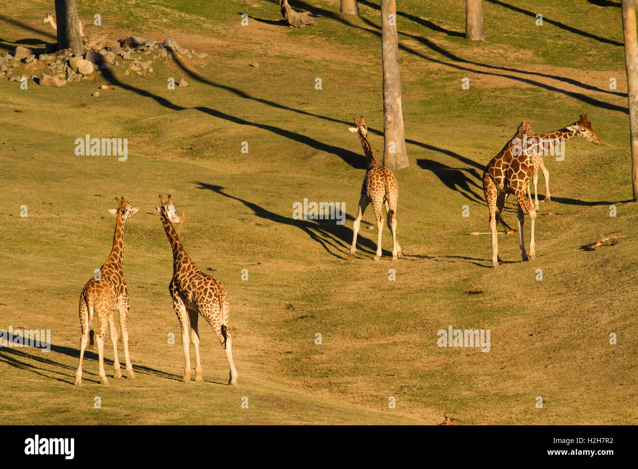 Group of giraffe on safari Stock Photo