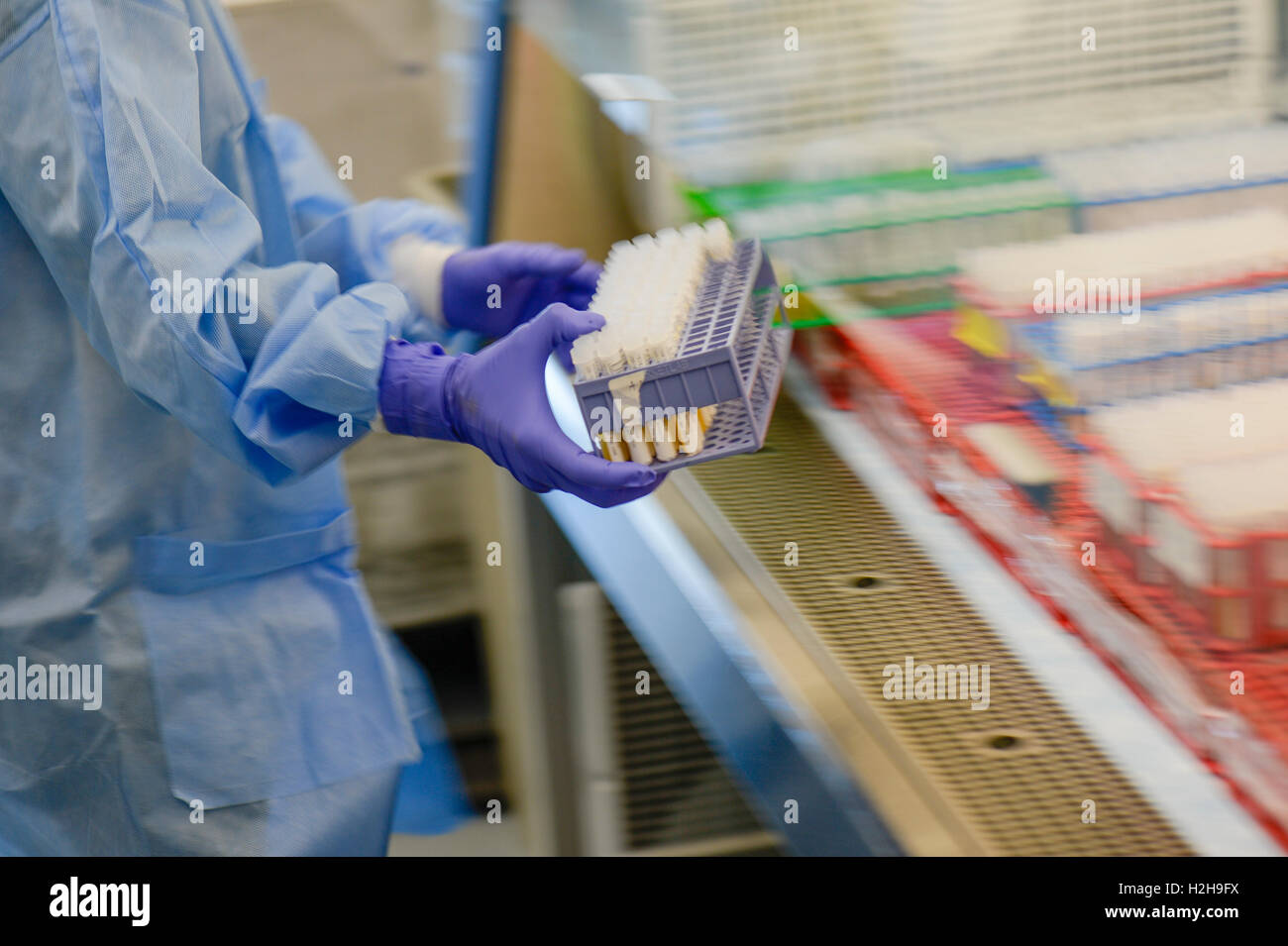 A medical laboratory technician handles human biological samples being tested for the Zika virus at the Epidemiology Lab at the Wright-Patterson Air Force Base April 20, 2016 in Dayton, Ohio. Stock Photo