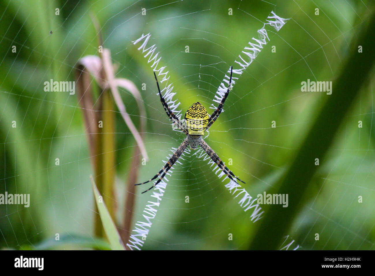 Signature Spider in Sri Lanka Stock Photo