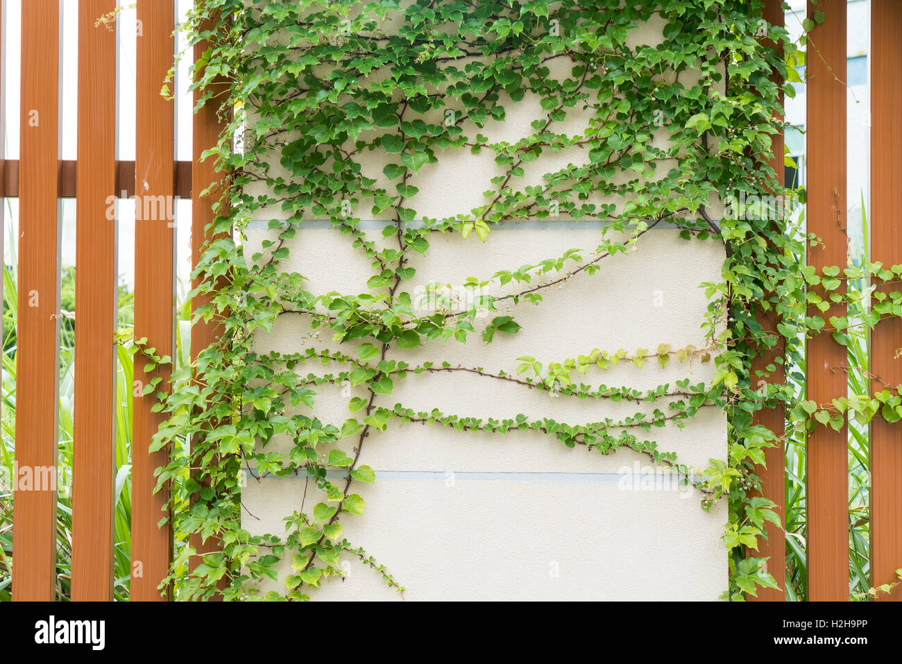 ivy leaves isolated on a white background Stock Photo - Alamy