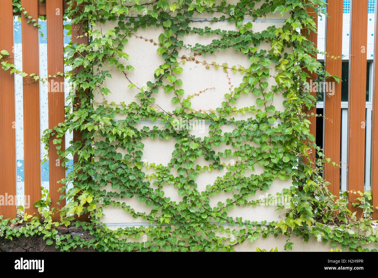 ivy leaves isolated on a white background Stock Photo - Alamy