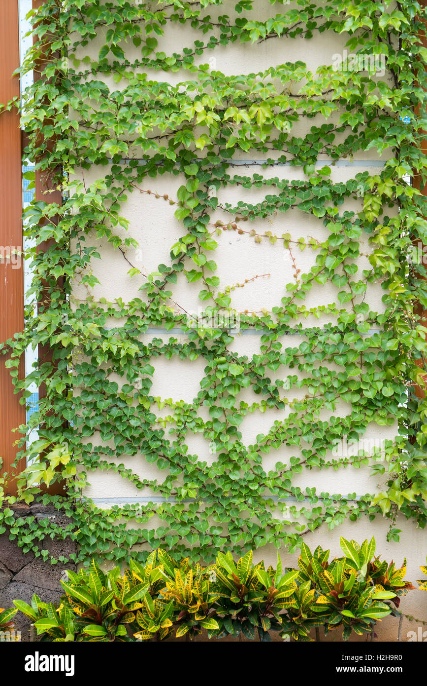ivy leaves isolated on a white background Stock Photo - Alamy