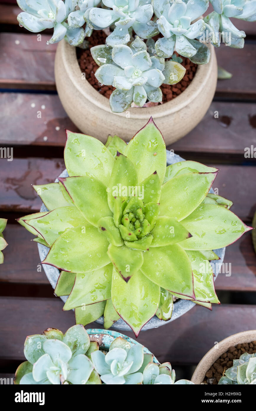 Cactus and succulents hi-res stock photography and images - Alamy