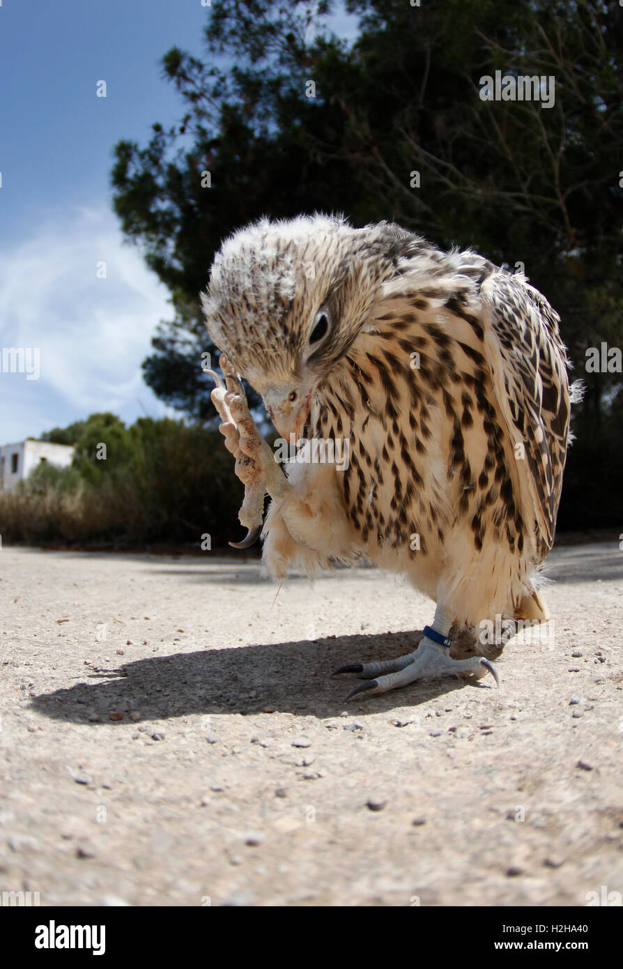 Largest hawk species in the world hires stock photography and images