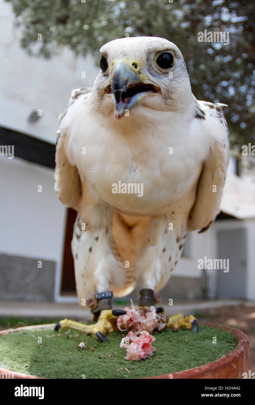 Largest hawk species hi-res stock photography and images - Alamy