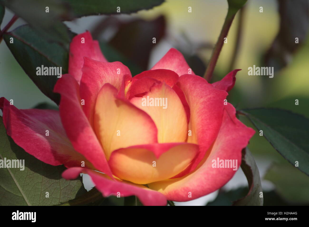 Rose Double Delight Stock Photo