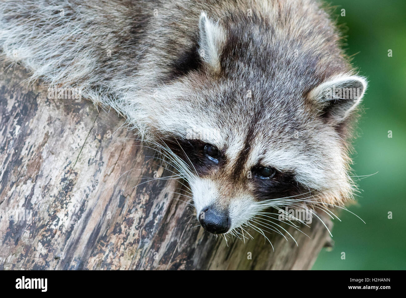 Normal Looking Racoon Adult racoon on a tree looking down Stock Photo - Alamy
