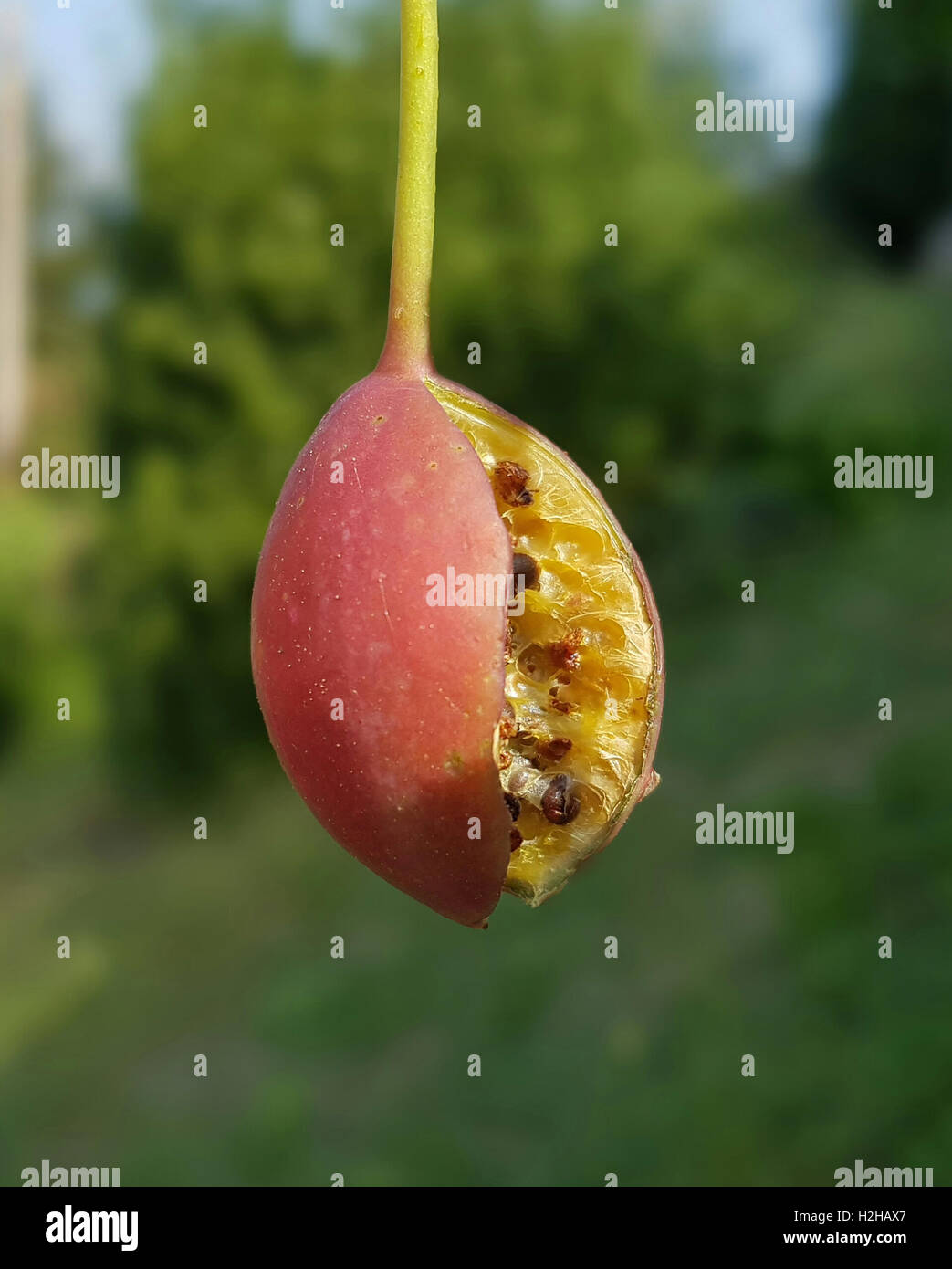Kapernfrucht; Kapernstrauch; Capparis; spinosa Stock Photo