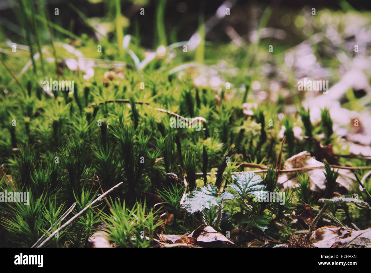 Close up of moss growing on the woodland floor Vintage Retro Filter. Stock Photo