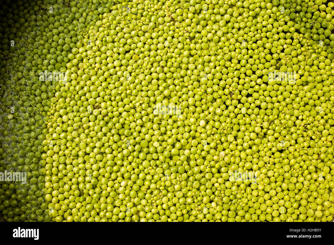 fresh green peas in water ready for cooking Mumbai India Stock Photo