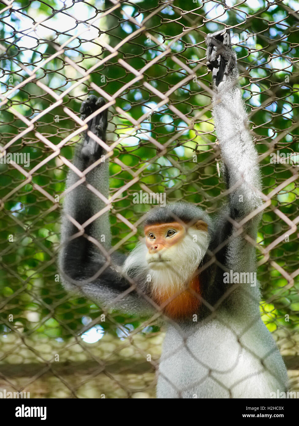 Captive red-shanked douc langur (Pygathrix nemaeus) in a cage at the endangered primate rescue center in Cuc Phuong, Vietnam Stock Photo
