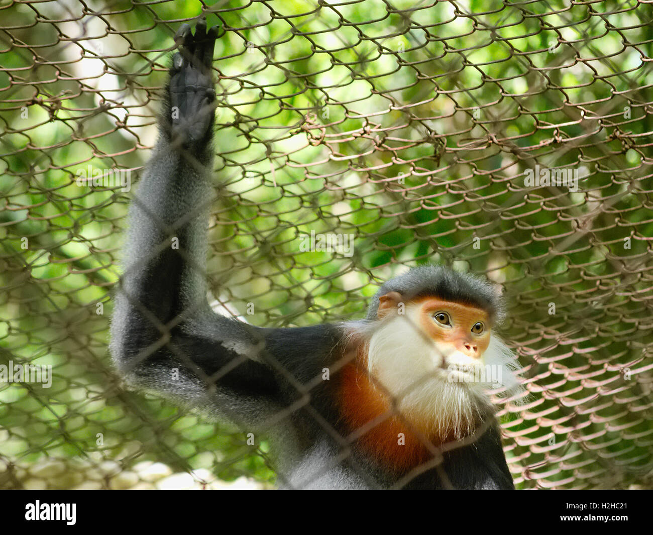 Captive red-shanked douc langur (Pygathrix nemaeus) in a cage at the endangered primate rescue center in Cuc Phuong, Vietnam Stock Photo