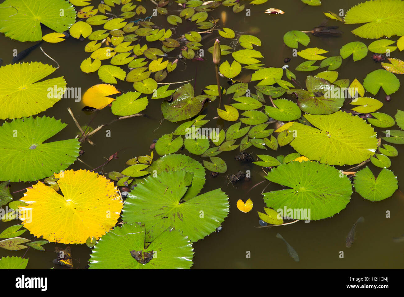 Indonesia, Bali, Semarapura, (Klungkung), Bale Kambang Floating Pavilion lake lily pads and fish Stock Photo