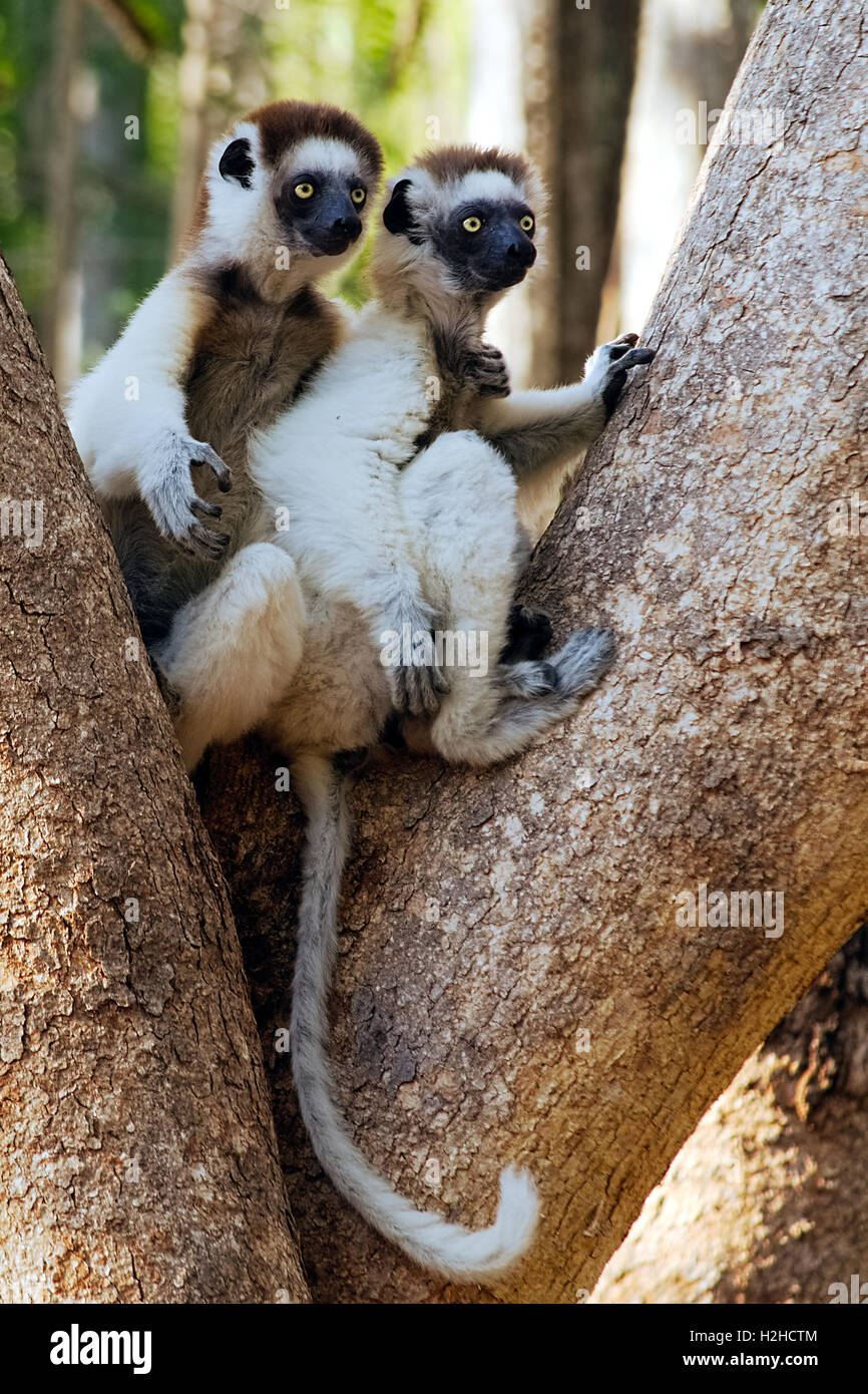 Two Verreaux's Sifaka, Propithecus verreauxi, holding each other shoulder like best friend Stock Photo