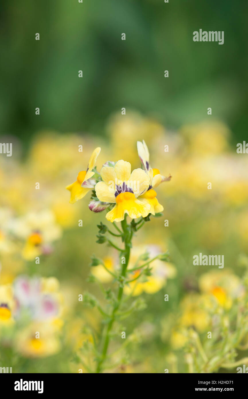 Nemesia fruticans 'Nesia Sunshine'. Nemesia nesia sunshine flowers Stock Photo Alamy