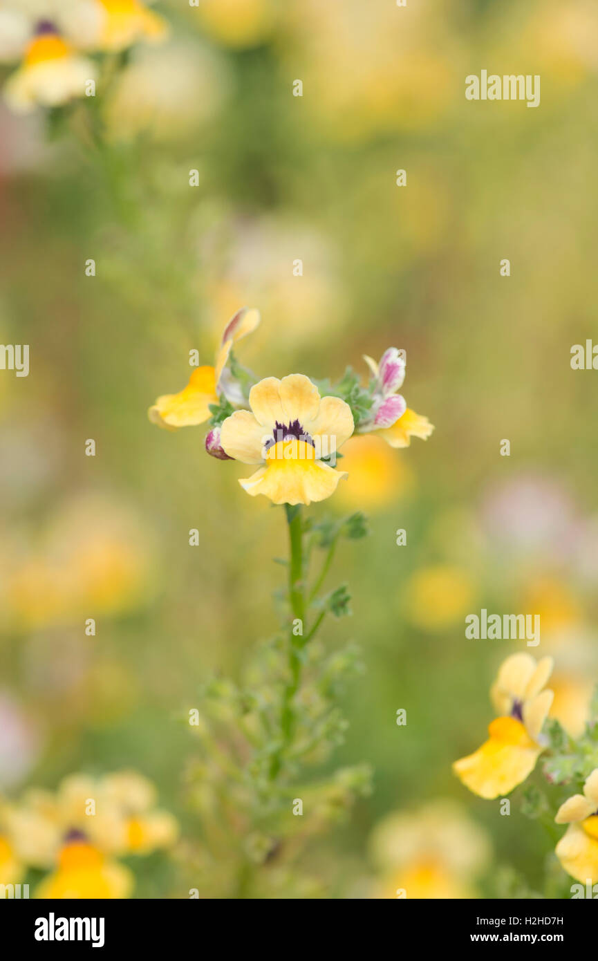 Nemesia fruticans 'Nesia Sunshine'. Nemesia nesia sunshine flowers Stock Photo Alamy