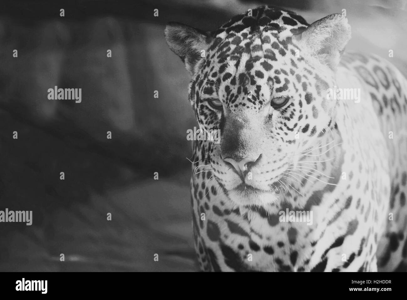 Closeup portrait leopard in Black and White Stock Photos & Images - Alamy