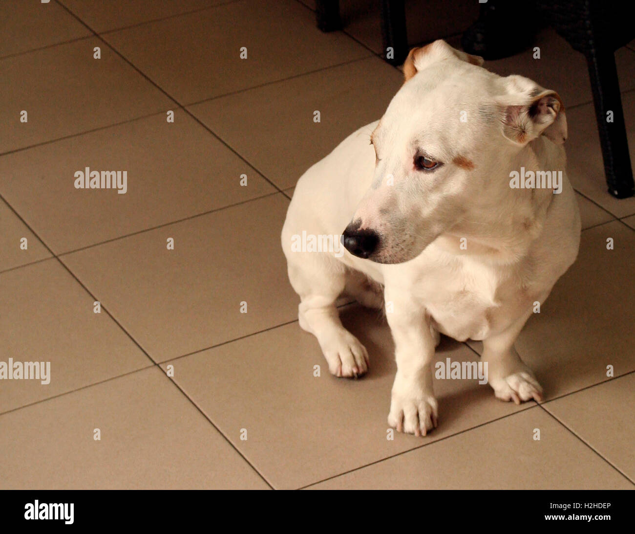 Dog in a Shopping Center Stock Photo