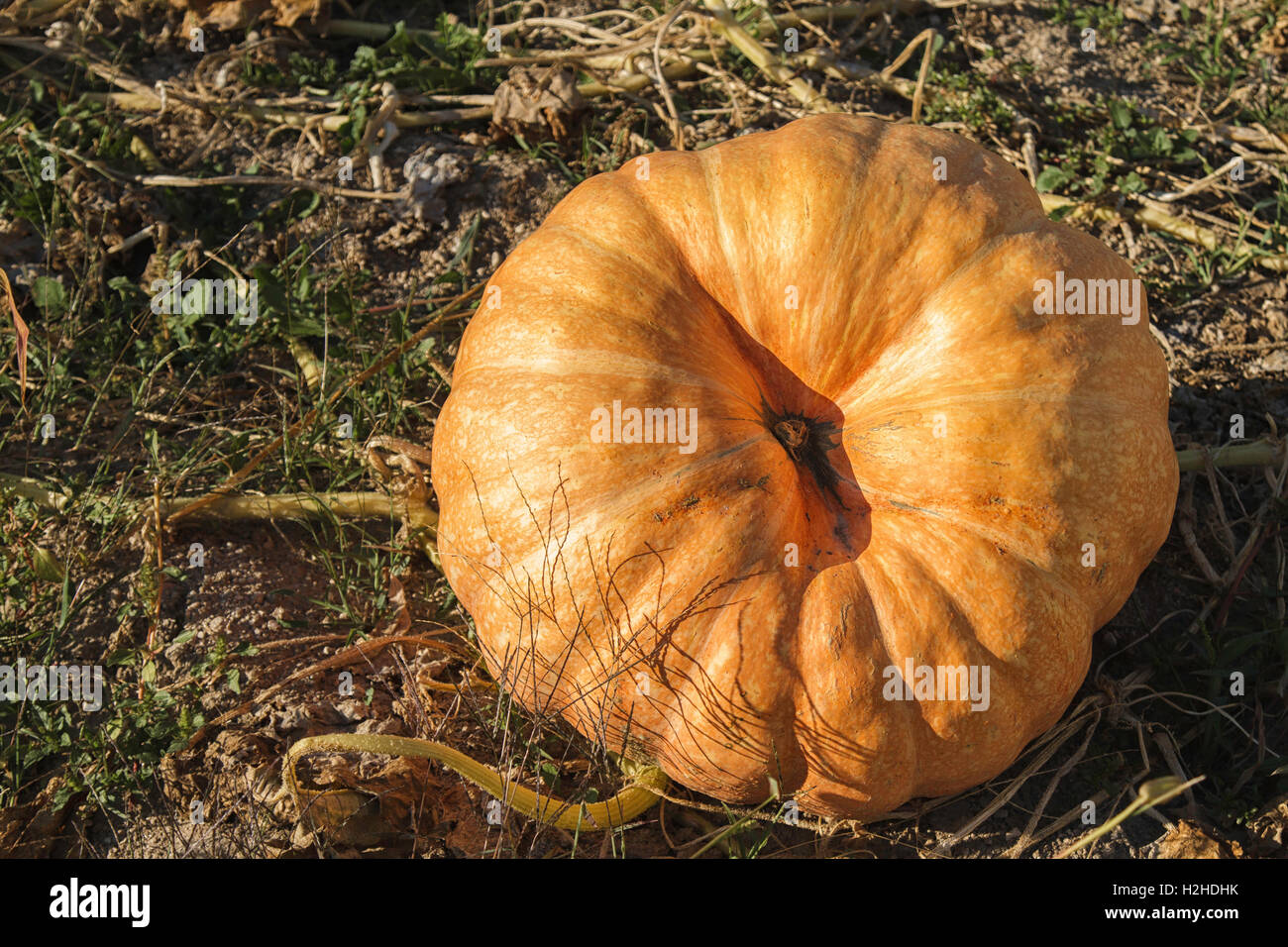 Pumpkin portraits - orange - Pumpkin Patch in Autumn, Portugal Stock Photo