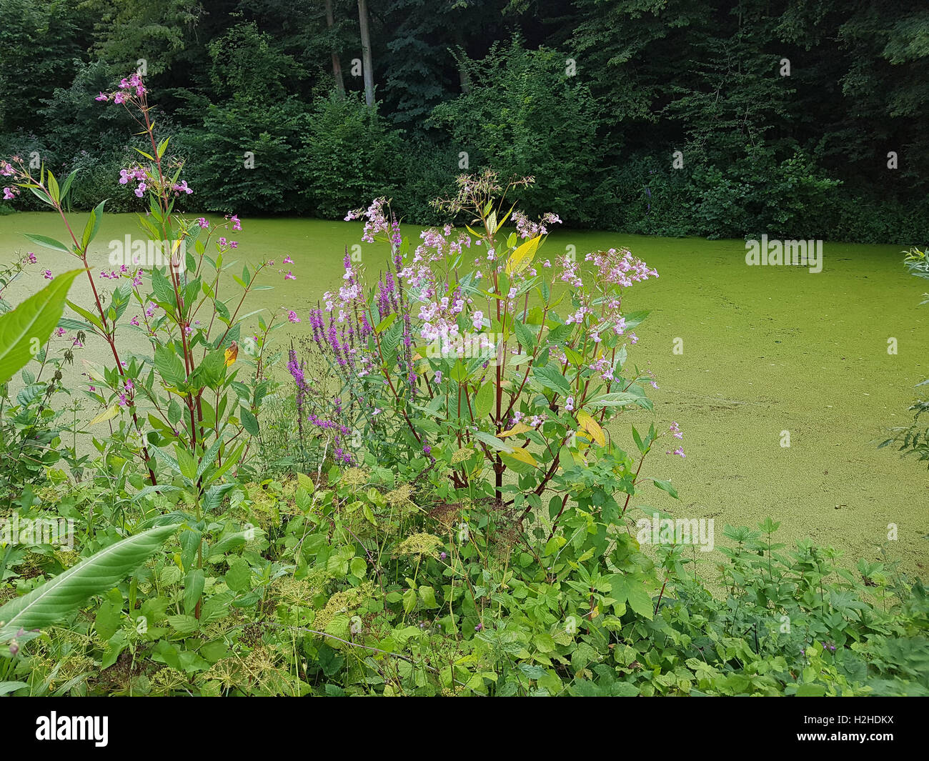 Druesiges Springkraut; Impatiens, glandulifera, heilpflanze Stock Photo