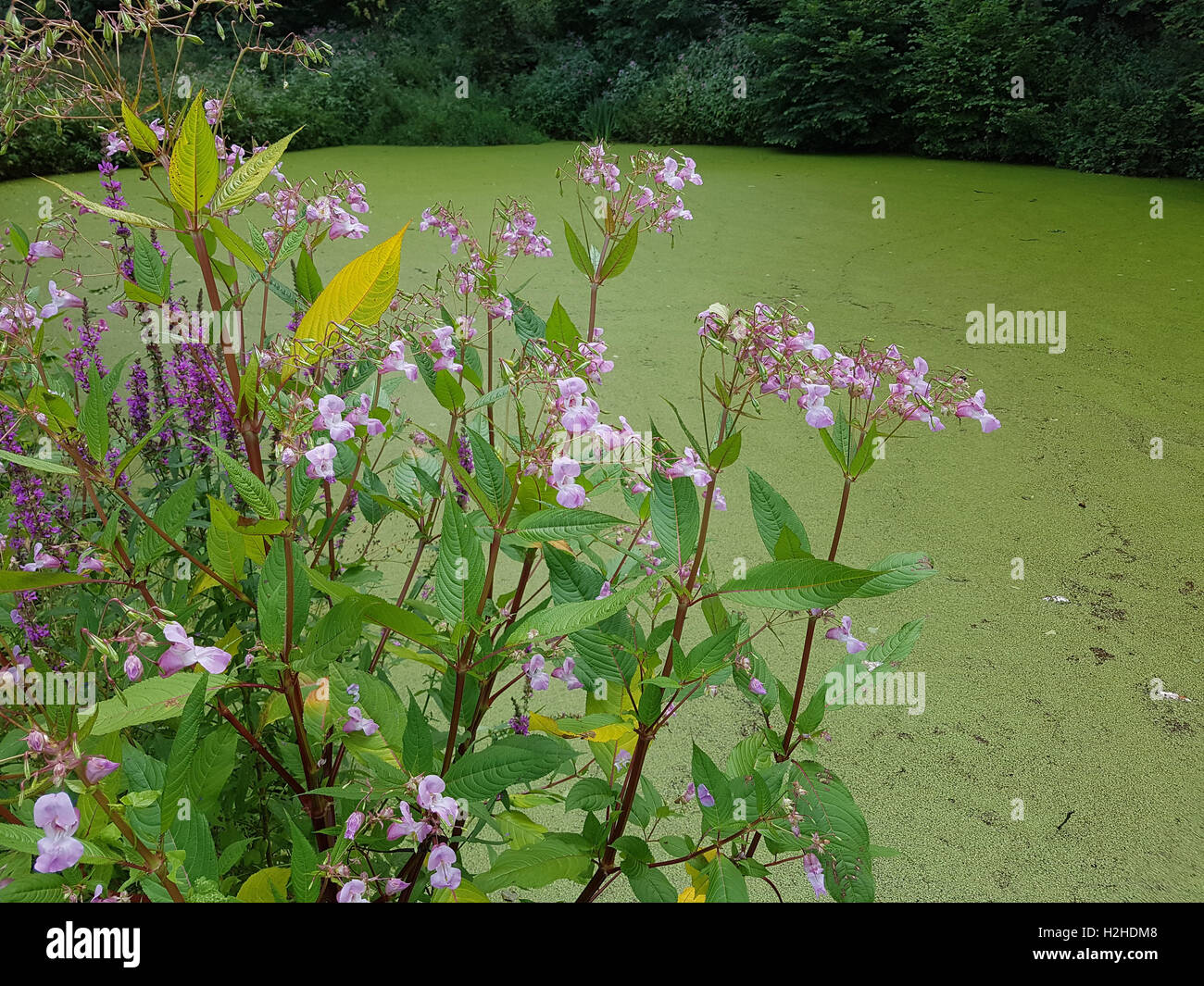 Druesiges Springkraut; Impatiens, glandulifera, heilpflanze Stock Photo