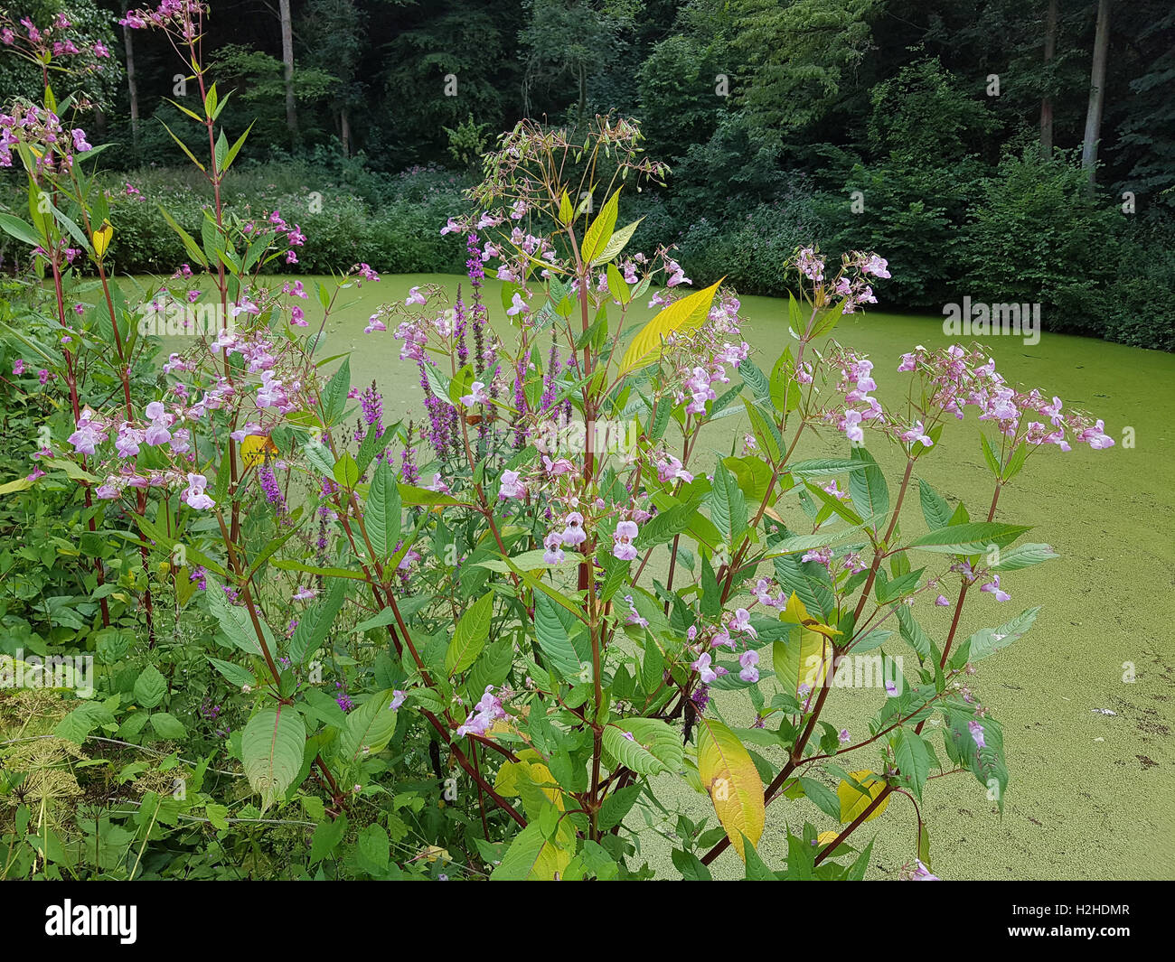 Druesiges Springkraut; Impatiens, glandulifera, heilpflanze Stock Photo